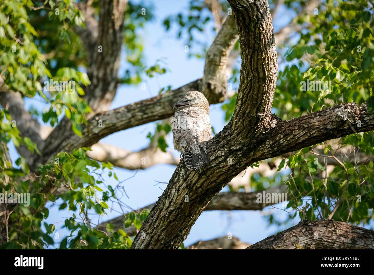 Großartiges Potoo mit perfekter Tarnung in einem Baum, Pantanal Wetlands, Mato Grosso, Brasilien Stockfoto