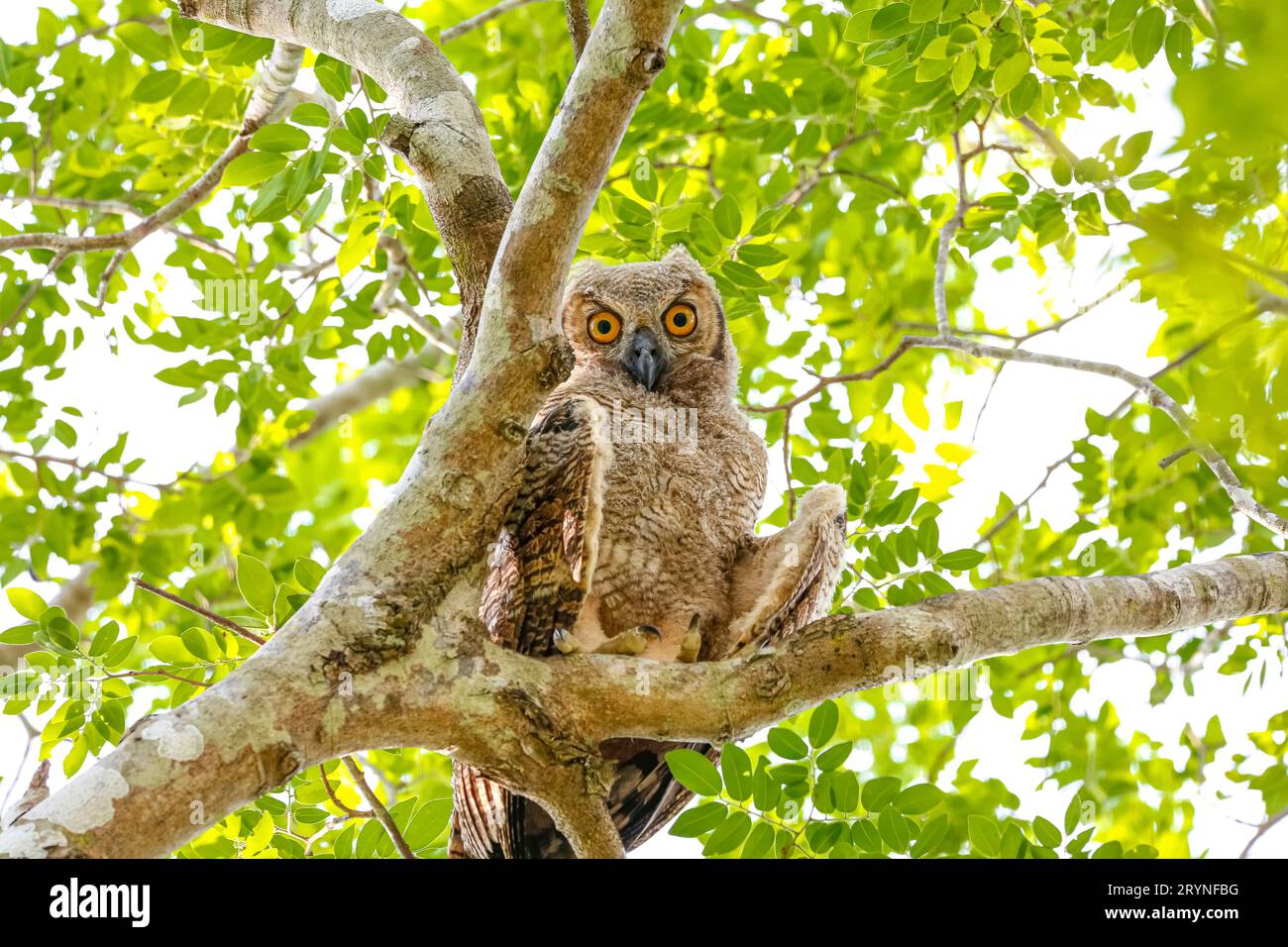 Niedrigwinkelansicht der Großen Horneule in einem Baum, mit Blick auf die Kamera, Pantanal Feuchtgebiete, Mato Grosso, Stockfoto