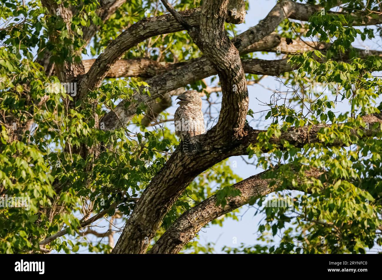 Großartiges Potoo mit perfekter Tarnung in einem Baum, Pantanal Wetlands, Mato Grosso, Brasilien Stockfoto