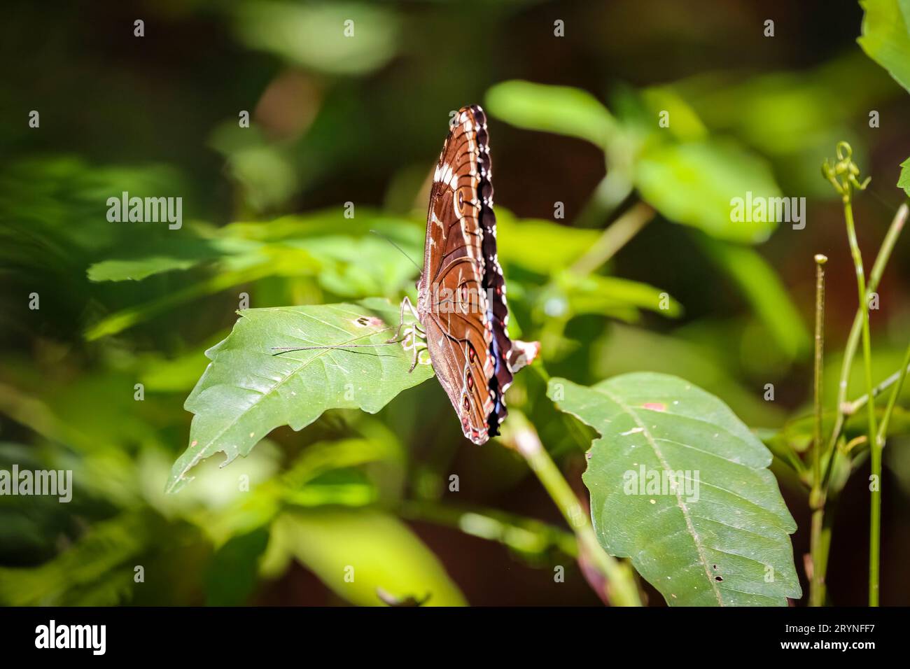 Brauner Schmetterling mit geschlossenen Flügeln auf grünen Blättern bei Sonnenschein, Pantanal Feuchtgebiete, Mato Grosso, Brazi Stockfoto