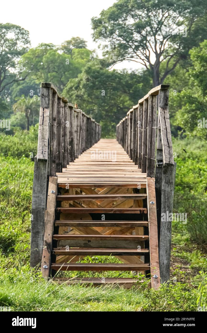 Holzsteg über Sumpflandschaft, Pantanal Wetlands, Mato Grosso, Brasilien Stockfoto