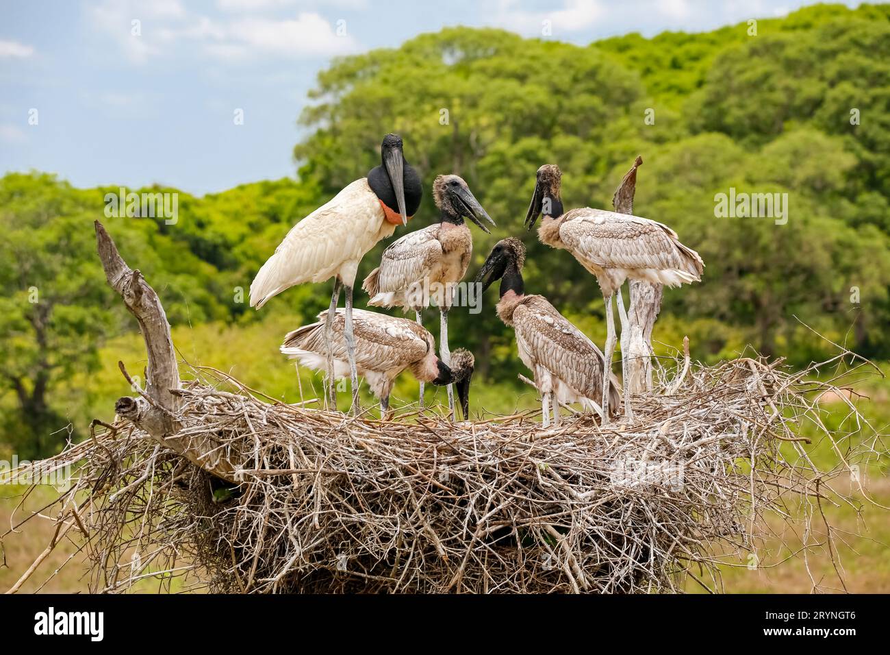 Nahaufnahme eines hohen Jabiru-Nestes mit vier jungen Jabirus, die auf die Fütterung durch einen Erwachsenen warten, gegen g Stockfoto