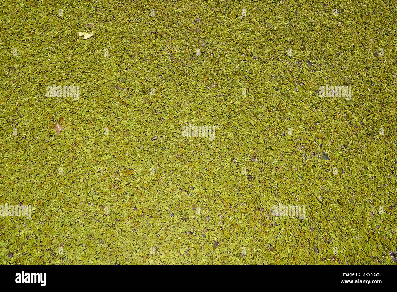 Hochwinkelansicht eines Teppichs mit kleinen Wasserpflanzen in einer Lagune, Pantanal Feuchtgebiete, Mato Grosso, Brazi Stockfoto