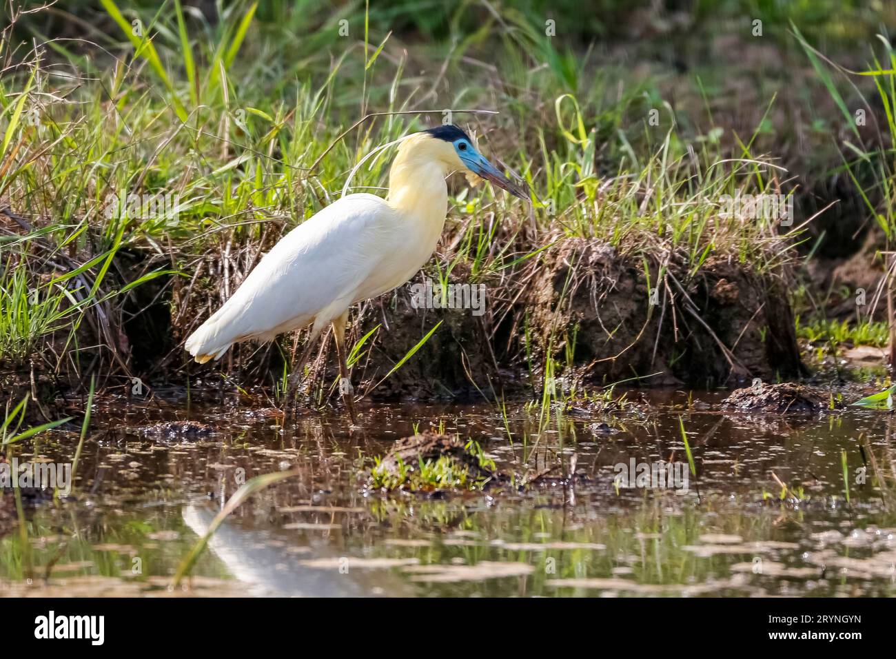 Wunderschöne Deckelreiher-Futtersuche am Ufer, Pantanal Wetlands, Mato Grosso, Brasilien Stockfoto