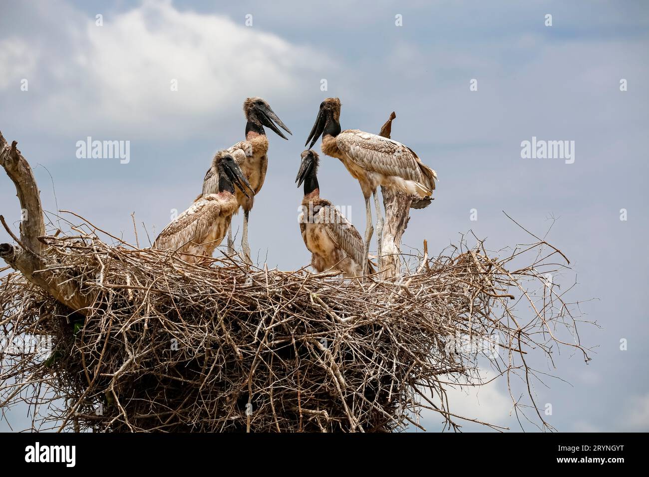Nahaufnahme eines Jabiru-Nestes mit vier Jungvögeln, die vor blauem Himmel und Wolken stehen und sitzen. Stockfoto
