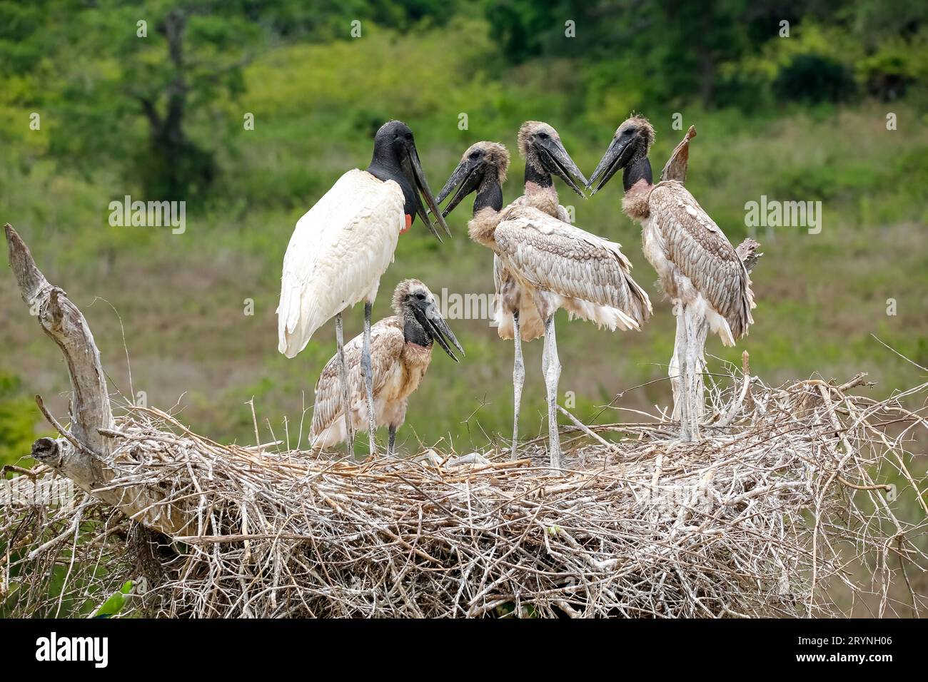 Nahaufnahme eines hohen Jabiru-Nestes mit vier jungen Jabirus, die auf die Fütterung durch einen Erwachsenen warten, gegen g Stockfoto