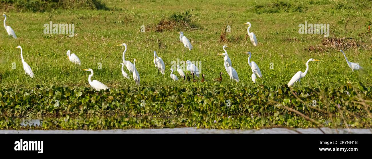 Panorama von großen weißen Reihern und weißgesichtigen pfeifenden Enten auf einer grünen Wiese am Wasserrand, Pant Stockfoto