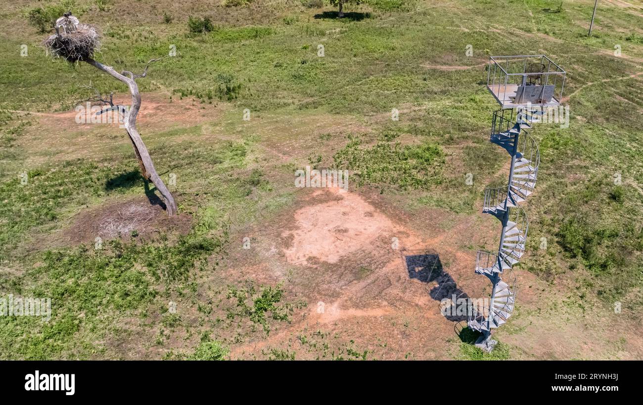 Aus der Vogelperspektive ein Jabirus-Nest mit Jungvögeln und einen Aussichtsturm auf einem grünen Feld, Pantana Stockfoto