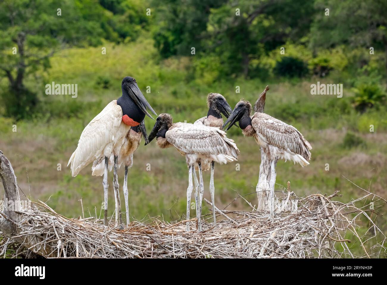 Nahaufnahme eines hohen Jabiru-Nestes mit vier jungen Jabirus, die auf die Fütterung durch einen Erwachsenen warten, gegen g Stockfoto