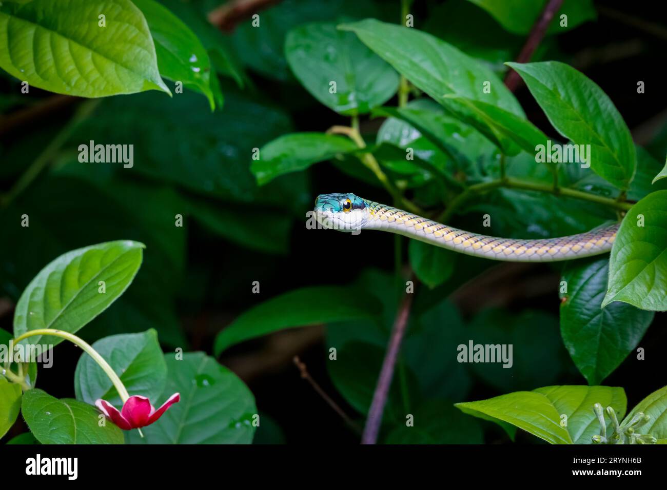 Nahaufnahme einer wunderschönen Papageienschlange umgeben von grünen Blättern, Pantanal Feuchtgebiete, Mato Grosso, BH Stockfoto