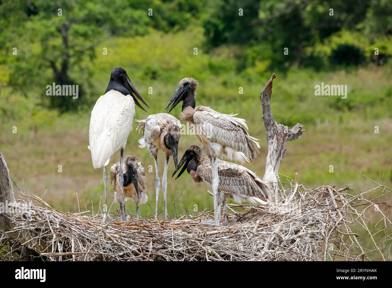 Nahaufnahme eines hohen Jabiru-Nestes mit vier jungen Jabirus, die auf die Fütterung durch einen Erwachsenen warten, gegen g Stockfoto