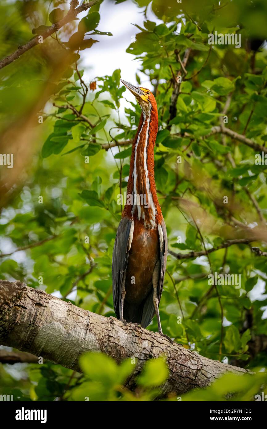 Nahaufnahme eines wunderschönen Rufuscent Tiger Reiher, der aufrecht auf einem Baumzweig gegen grünen Hintergrund steht Stockfoto