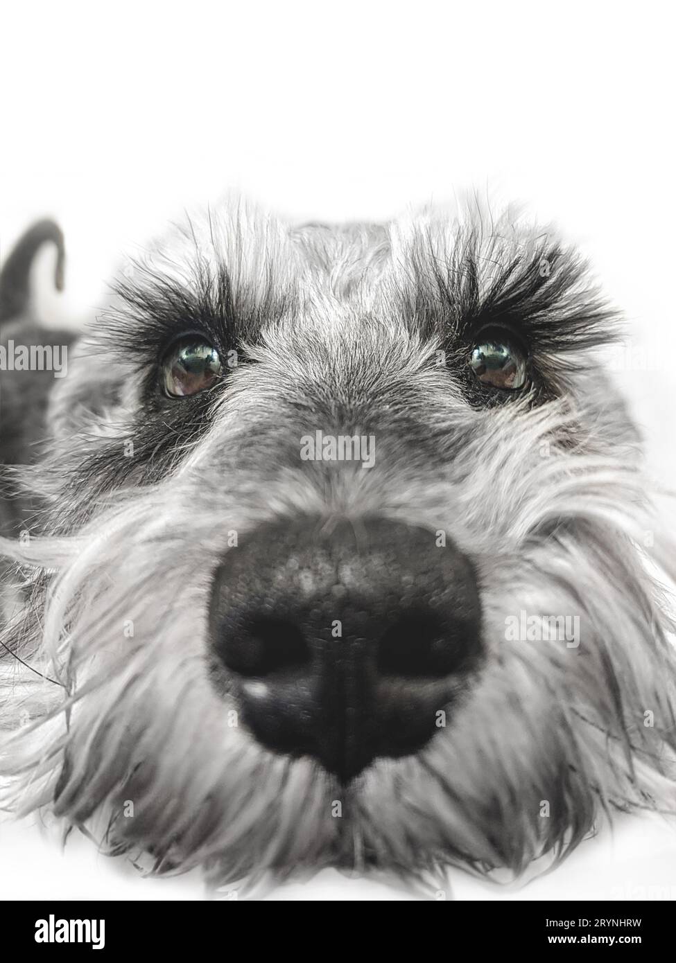 Kleiner schwarz-weißer Miniatur-Schnauzer-Hund mit lustigem Gesicht, der die Kamera auf weißem Hintergrund betrachtet Stockfoto