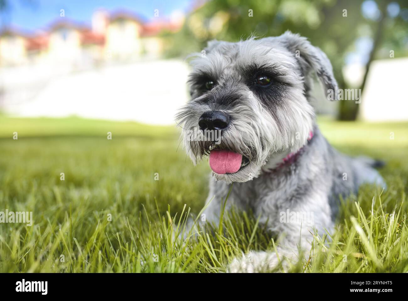 Porträt eines schönen Hundeschnauzers, der auf dem Gras sitzt und in die Ferne im Park blickt. Das Konzept der Liebe für ani Stockfoto