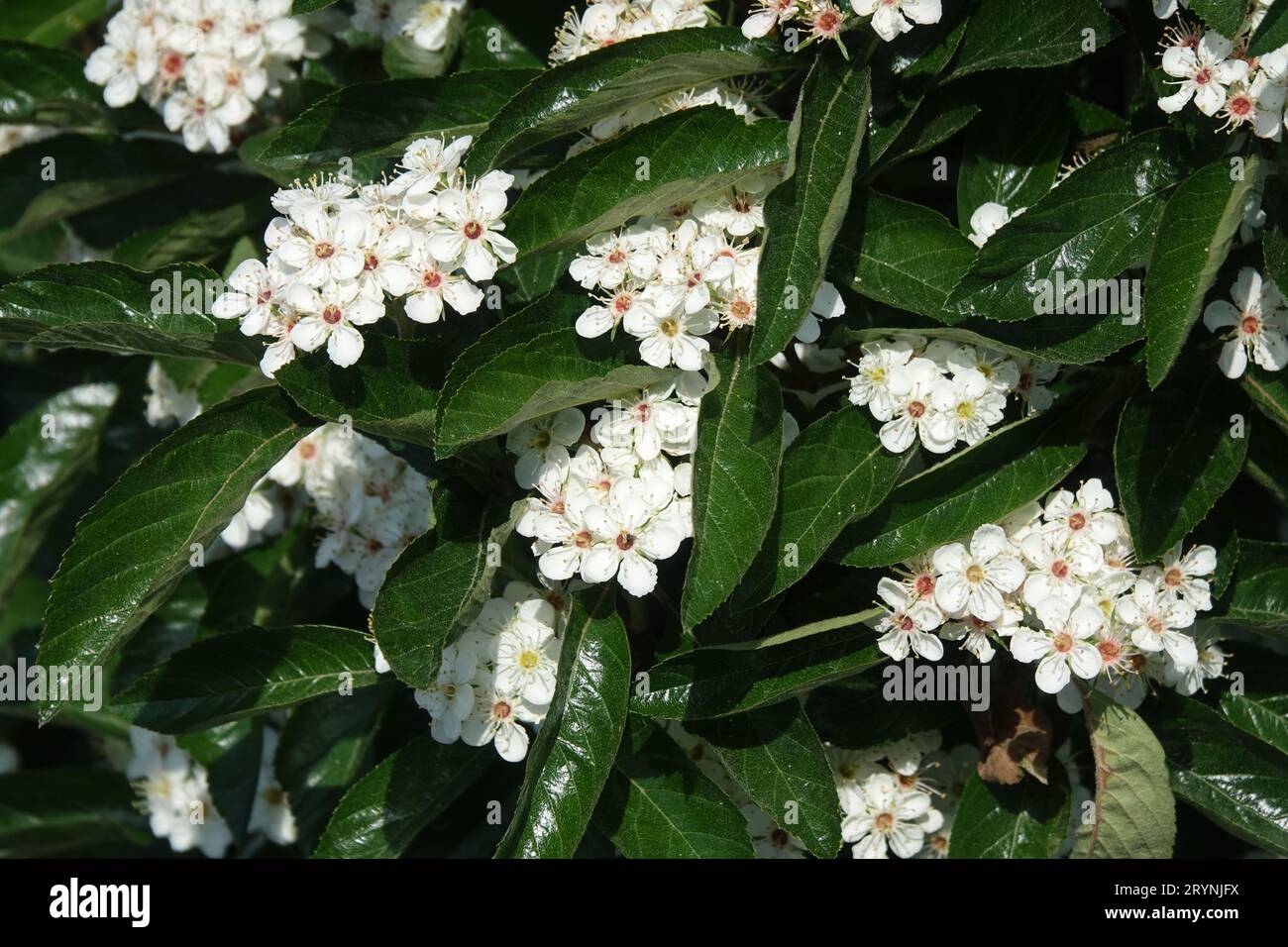 Crataegus x lavallei Carrierei, Lavaliees Weißdorn Stockfoto