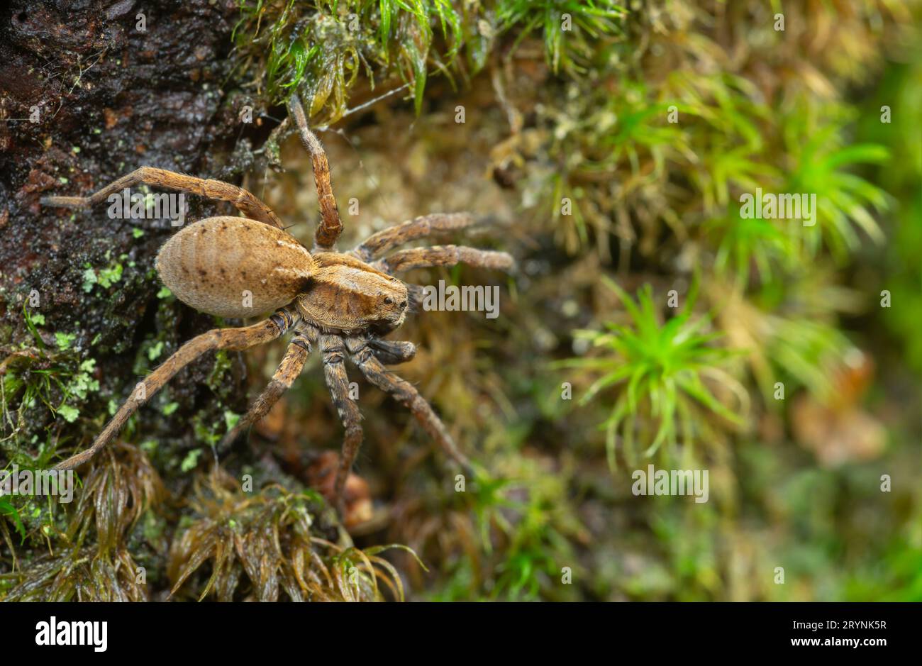Wolfsspinne, Alopecosa pinetorum im natürlichen Umfeld Stockfoto