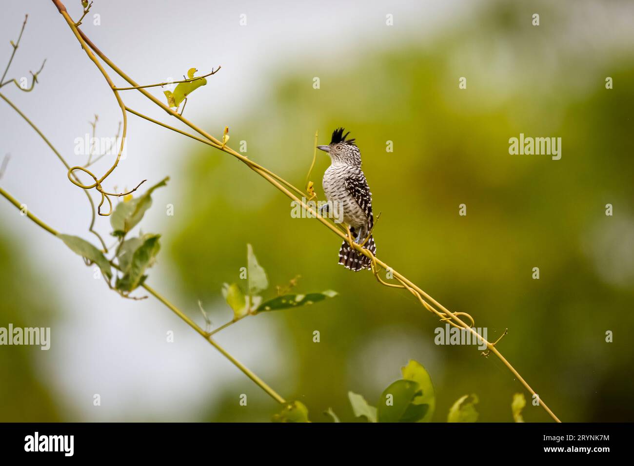 Wunderschöner, abgeriegelter Vorläufer auf einem Ast vor natürlichem, unscharfem Hintergrund, Pantanal Wetlan Stockfoto