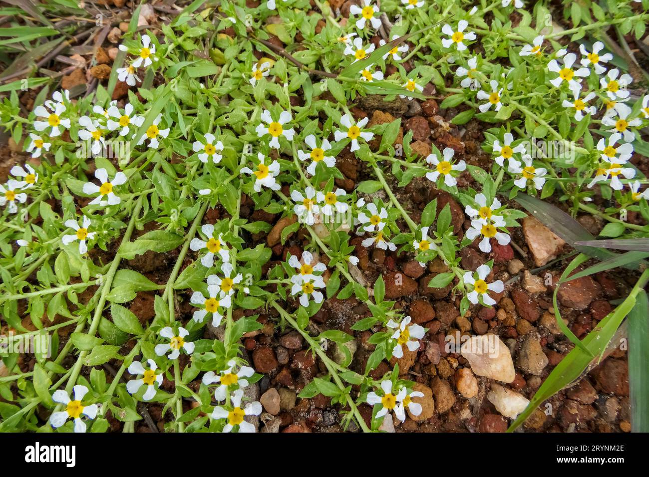 Grüne Pflanze auf rotem Kiesgrund mit kleinen weißen und gelben Blüten, Pantanal Feuchtgebiete, Mato Gross Stockfoto