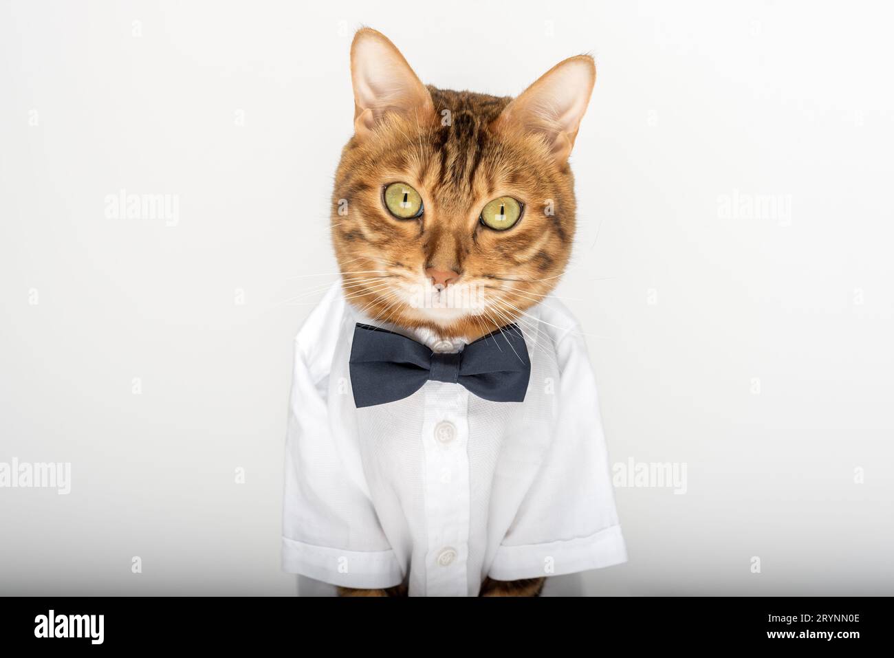 Katze in Hemd und Fliege auf weißem Hintergrund Stockfoto