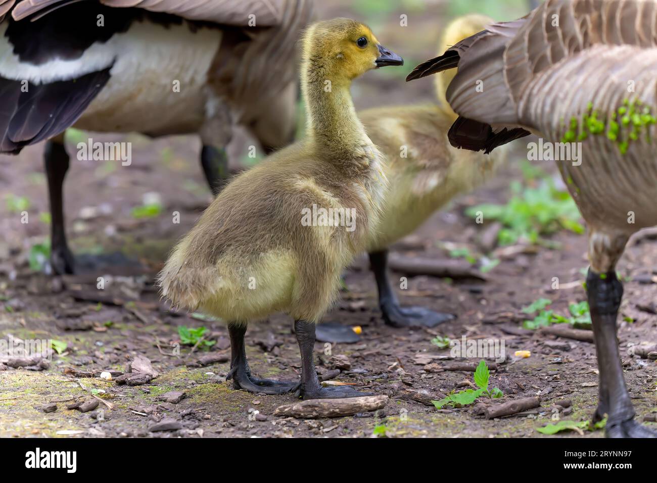 Kanadagänse (Branta canadensis) G Stockfoto