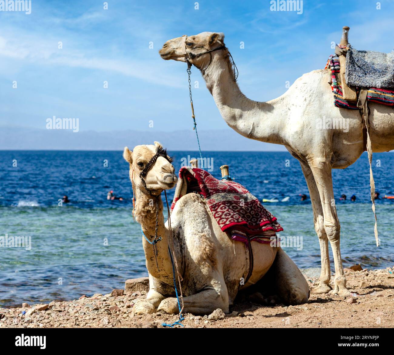 Zwei Kamele ruhen am Ufer des Roten Meeres Stockfoto