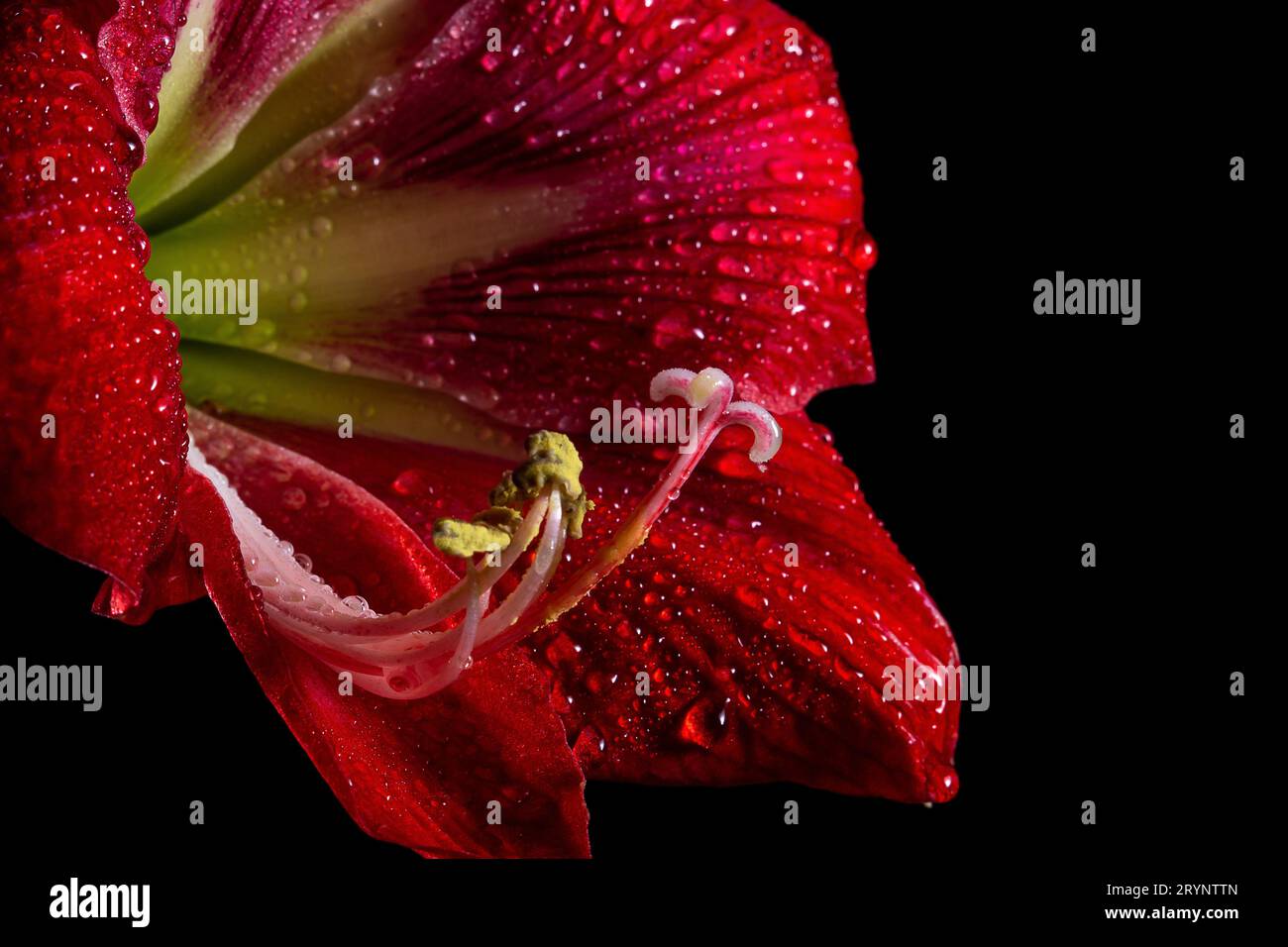 Leuchtend rote Amaryllis-Blume auf schwarzem Hintergrund, die zarte Schönheit der Natur zeigt. Stockfoto