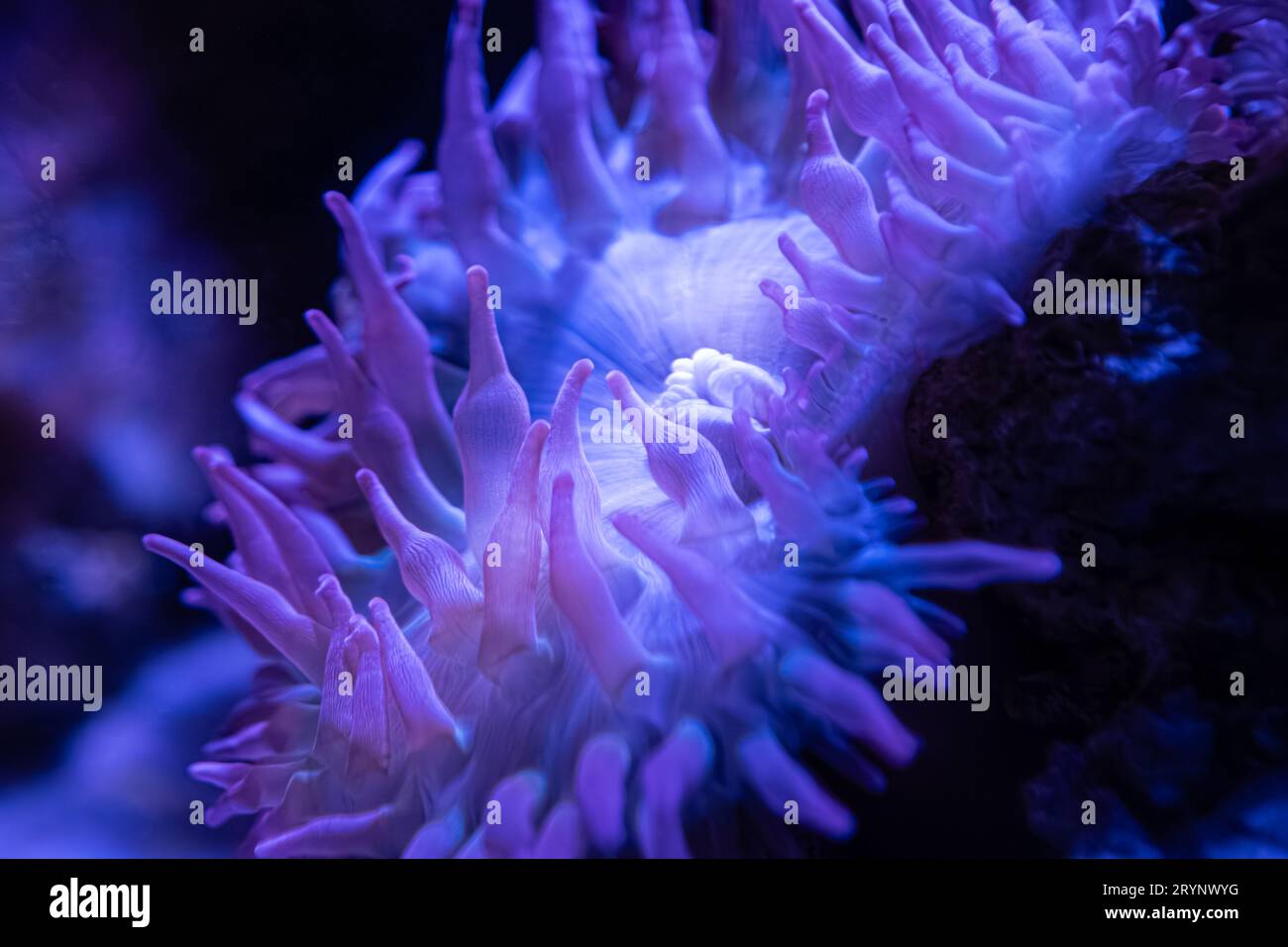 Wunderschöne Anemone mit Blasenspitze (Entacmaea quadricolor) im Georgia Aquarium in der Innenstadt von Atlanta. (USA) Stockfoto