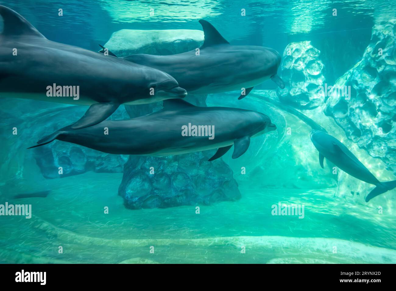 Eine Schar gewöhnlicher großer Tümmler (Tursiops truncatus) bei der Ausstellung Dolphin Coast im Georgia Aquarium in der Innenstadt von Atlanta. (USA) Stockfoto