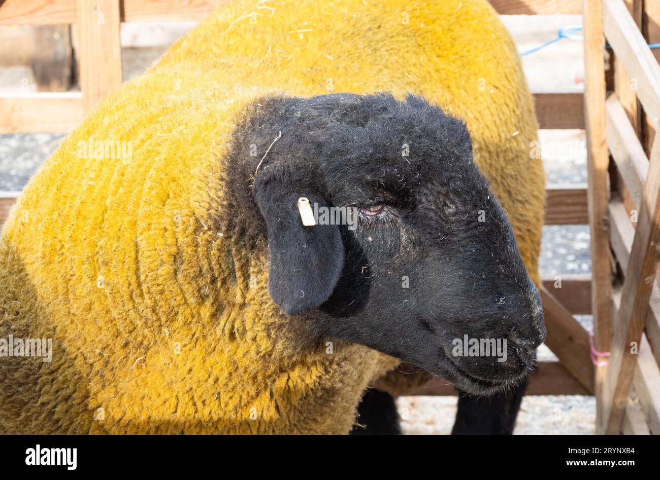 Ein vorführbares Suffolk-Schaf Stockfoto