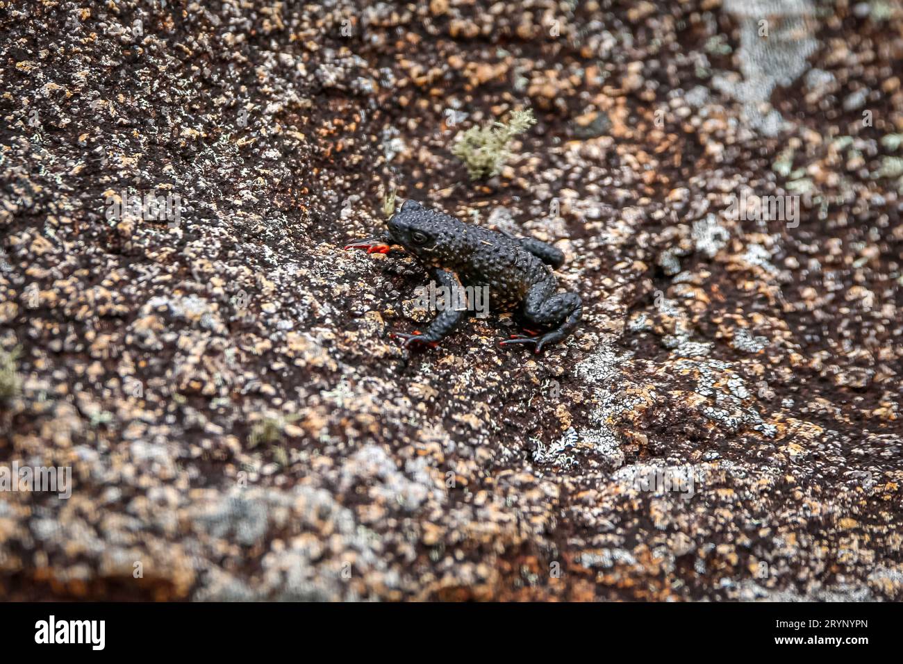 Nahaufnahme einer winzigen Maldonada Redbelly Kröte, einer endemischen brasilianischen Kröte, auf Granitfelsen, Itatiaia, Brasilien Stockfoto