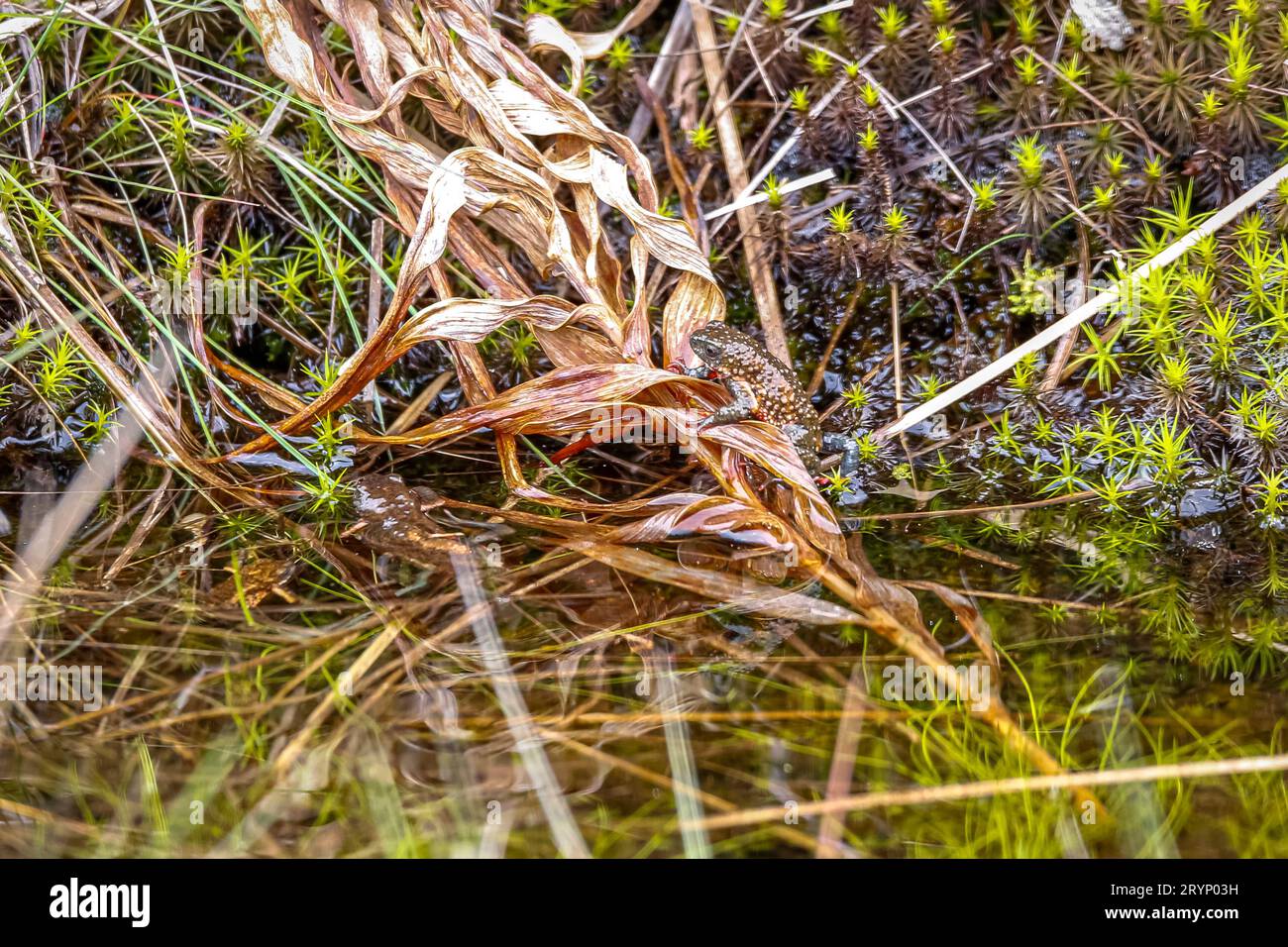 Nahaufnahme einer winzigen, wunderschönen Mammutkröte, die auf nassbraunen Blättern am Ufer sitzt, Itatiaia, Brasilien Stockfoto