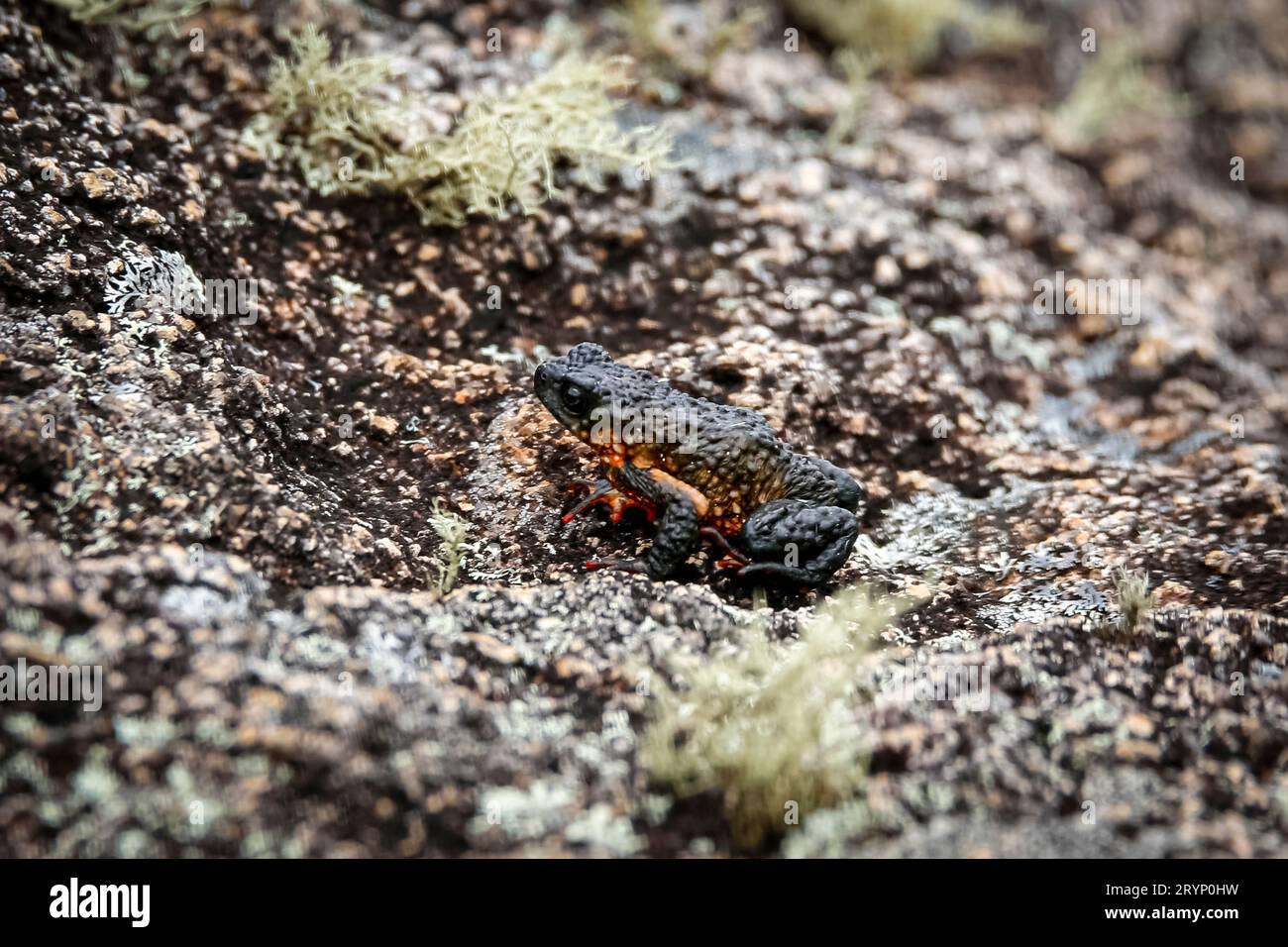 Nahaufnahme einer winzigen, wunderschönen Maldonada Rottbauch Kröte, einer endemischen brasilianischen Kröte, auf Granitfelsen wi Stockfoto