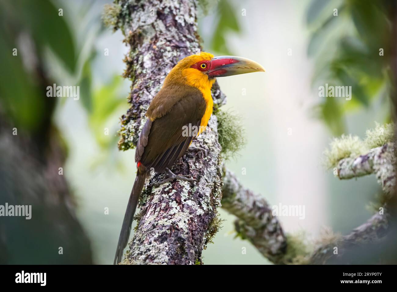 Nahaufnahme eines wunderschönen Safran-Toucanets, der auf einem Baumzweig gegen unscharfe natürliche Hintergründe thront Stockfoto