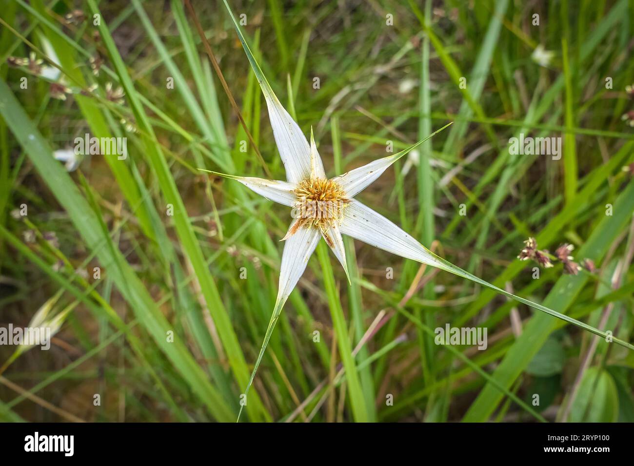 Nahaufnahme einer einzigartig geformten weißen Blüte mit grünen Grashalmen im Hintergrund, Caraca Naturpark Stockfoto