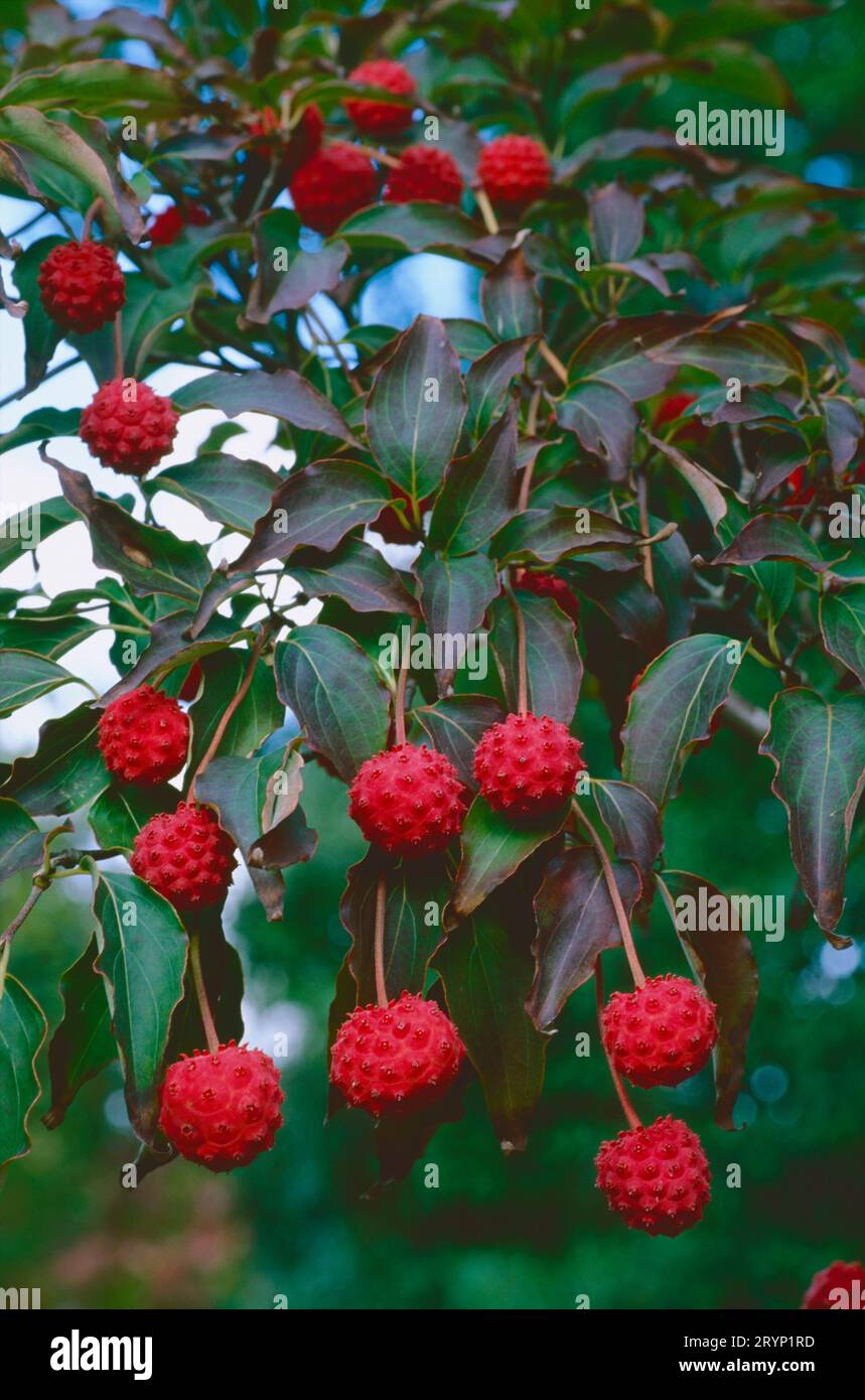 Die essbare Frucht eines Cornus kousa. Stockfoto
