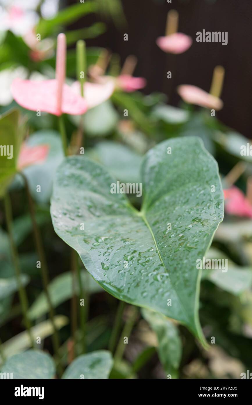 Herzförmiges Blatt mit Wassertröpfchen/Wasserkondensation Stockfoto