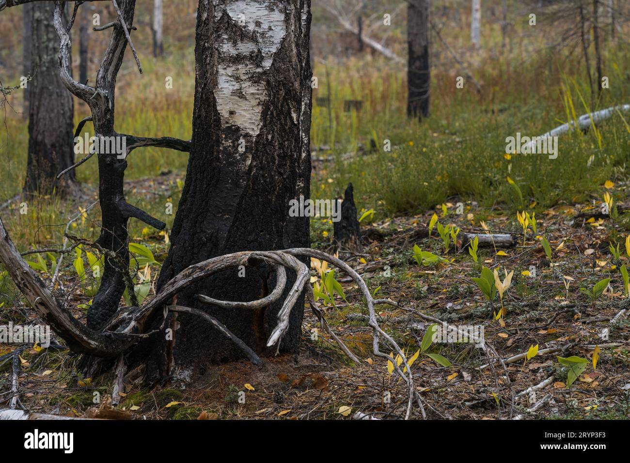 Verbrannte Birke aus nächster Nähe im Naturschutzgebiet Komio, Finnland. Stockfoto