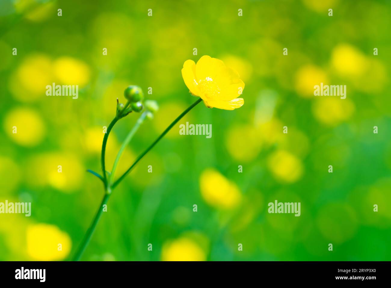 Gelbe Blume auf grünem Feld Stockfoto