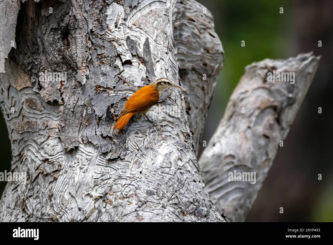 Schmalschnabelbaum auf einem grauen Baumstamm, der Lookin ging links, Biribiri State Park, Mi Stockfoto