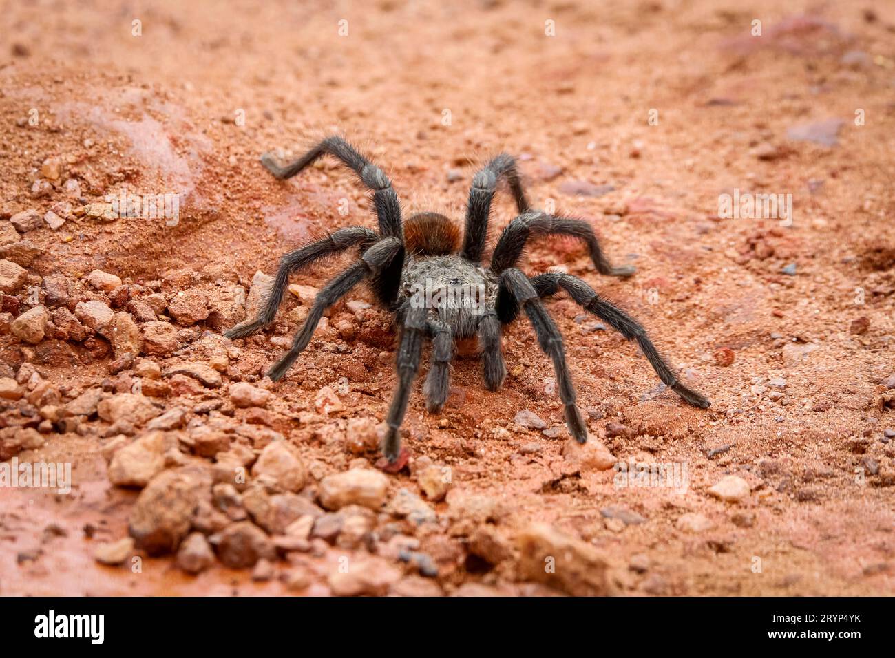 Nahaufnahme einer Tarantel auf rotem Sand, Biribiri State Park, Minas Gerais, Brasilien Stockfoto