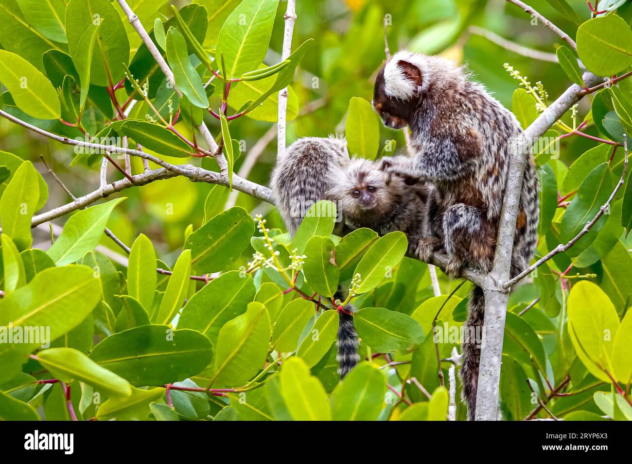 Nahaufnahme einer gemeinen Murmeltier-Mutter mit Jungen, die auf einem grünen Laubbaum sitzen, gegenüber der Kamera, Paraty Stockfoto