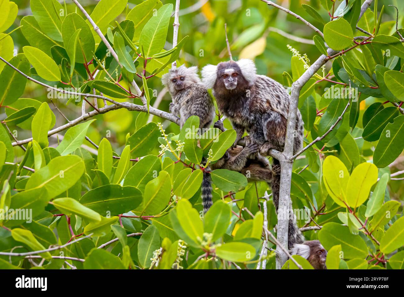 Nahaufnahme einer gemeinen Murmeltier-Mutter mit Jungen, die auf einem grünen Laubbaum sitzen, gegenüber der Kamera, Paraty Stockfoto