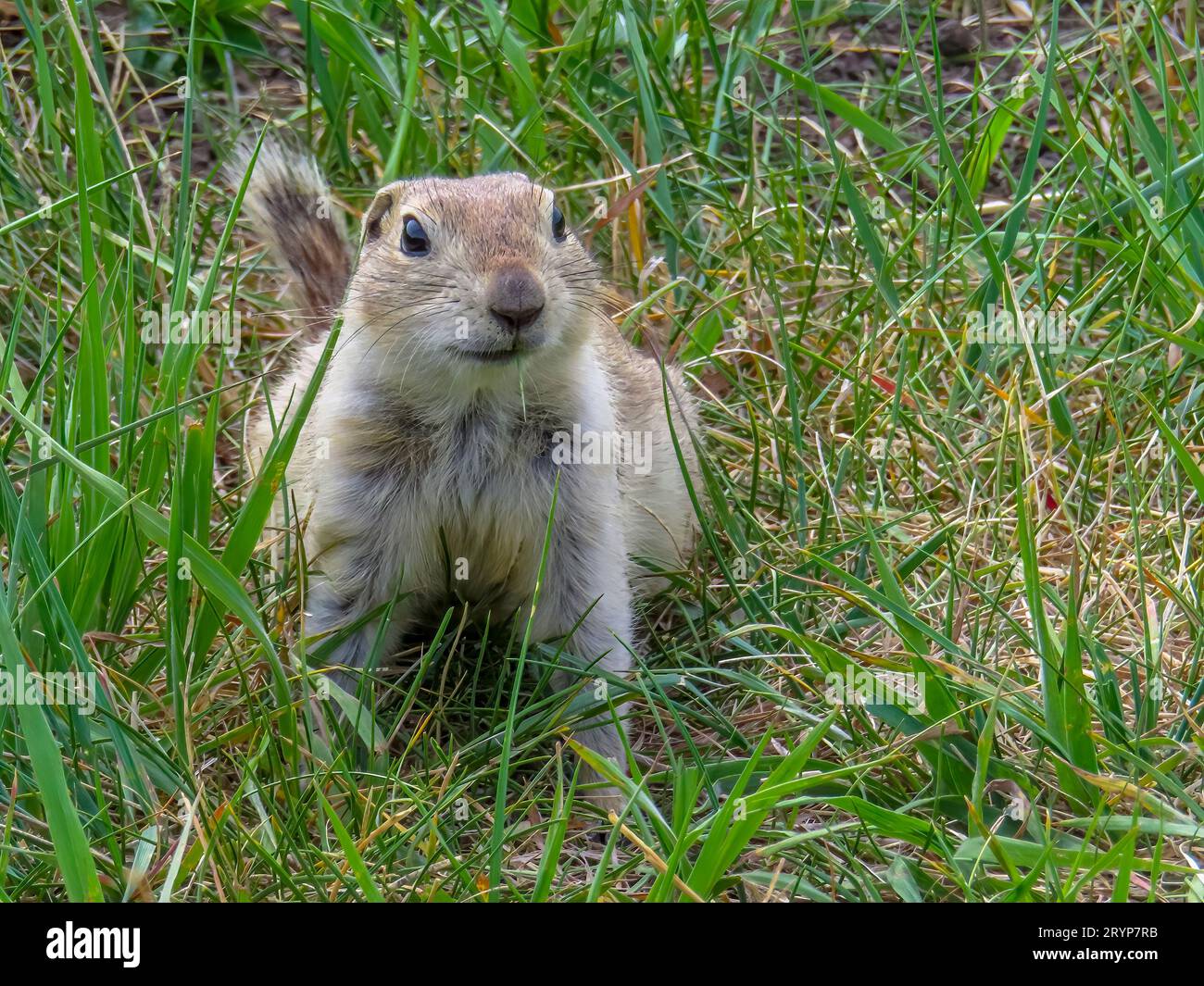 Ein Prairie-Hund, der sich im Frühling niederlegt. Präriehunde sind pflanzenfressende Eichhörnchen, die im Grasland von NOR beheimatet sind Stockfoto