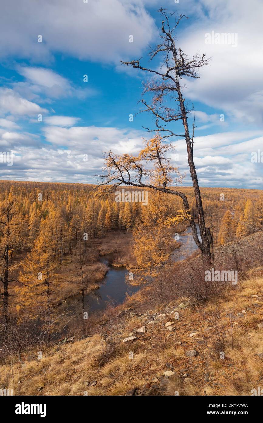 Ein einsam sterbender Baum vor dem Hintergrund der herbstlichen Lärchentaiga in Yakutia Stockfoto