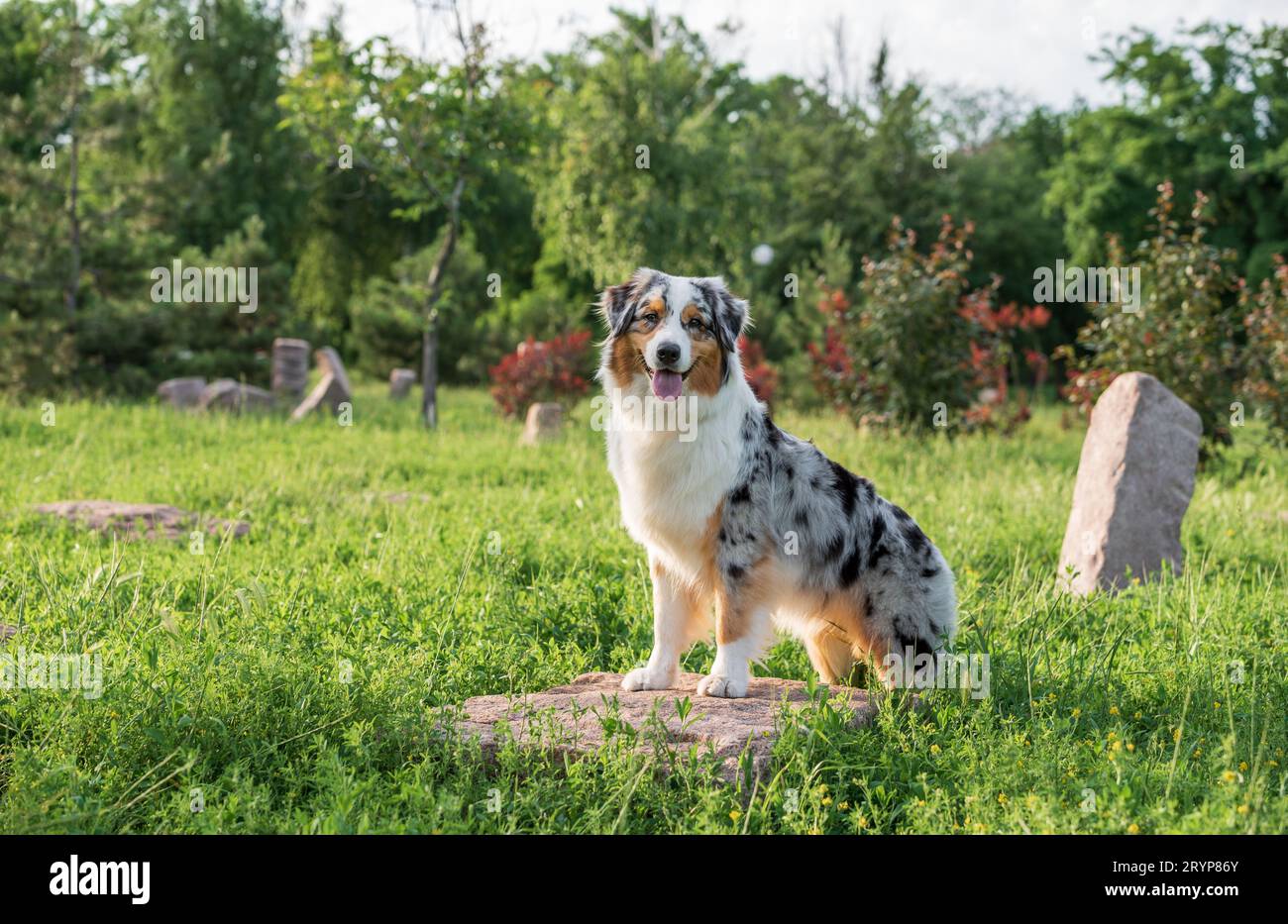 Reinrassiger australischer Schäferhund für einen Spaziergang im Park Stockfoto