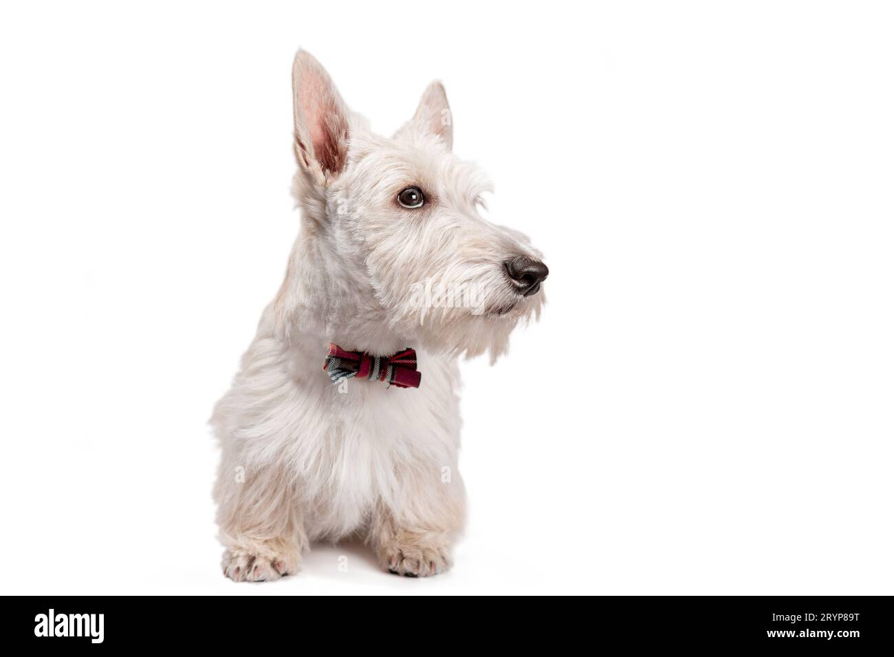 Weißer schottischer Terrier-Welpe auf hellem Hintergrund Stockfoto