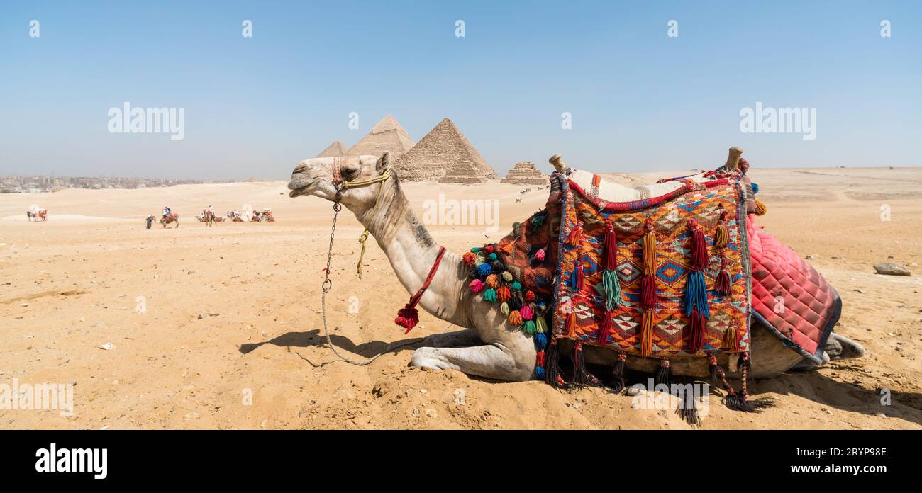 Kamelkopf vor dem Hintergrund der Cheops-Pyramide in Gizeh Ägypten Stockfoto