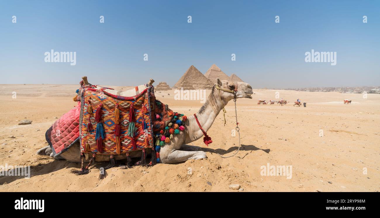 Kamelkopf vor dem Hintergrund der Cheops-Pyramide in Gizeh Ägypten Stockfoto