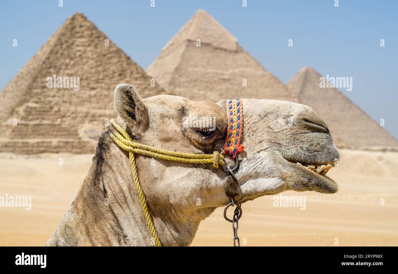 Kamelkopf vor dem Hintergrund der Cheops-Pyramide in Gizeh Ägypten Stockfoto
