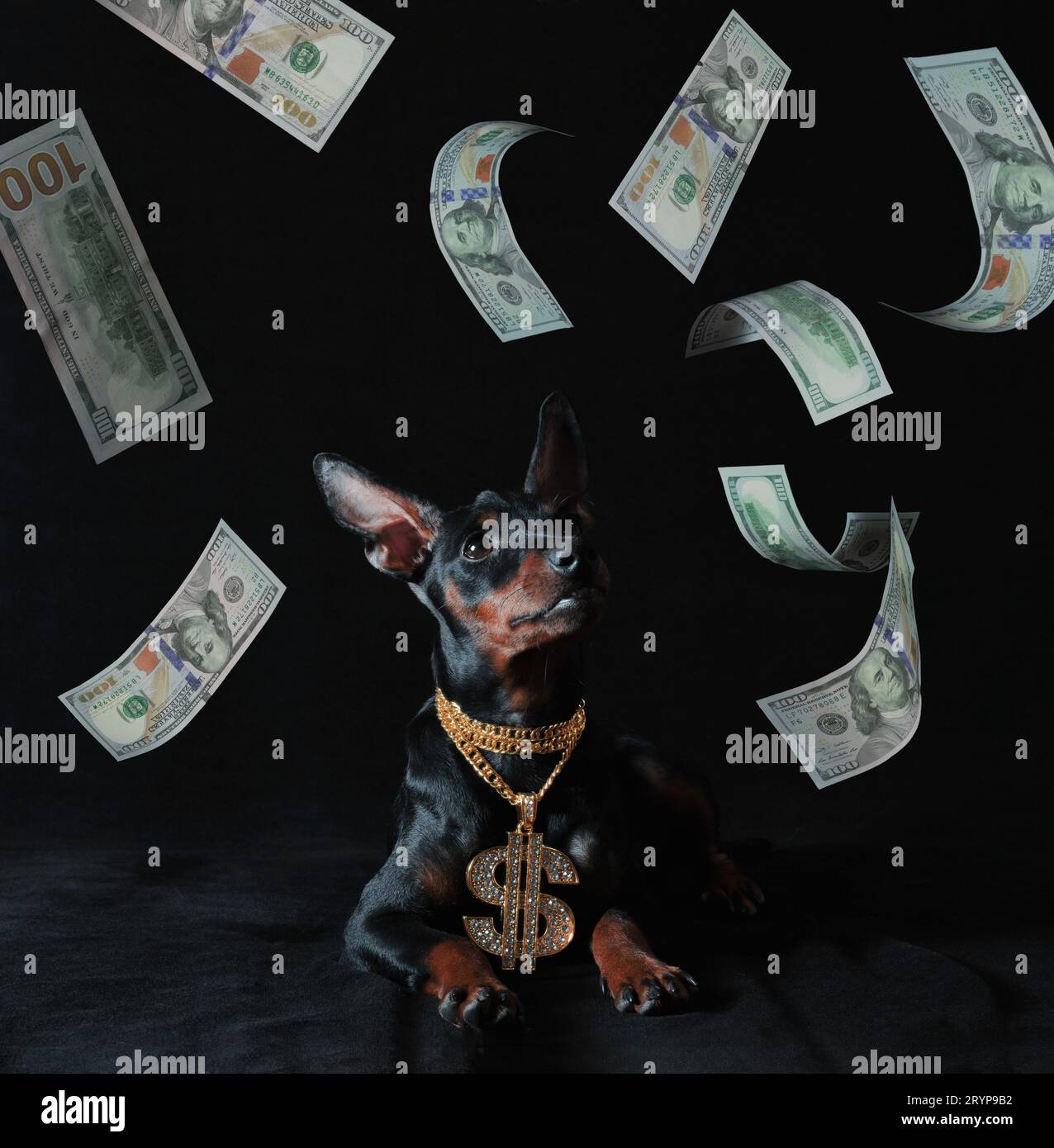 100 us-Dollar-Scheine fallen auf einen Miniatur-Pinscher-Welpen mit einem goldenen Anhänger auf schwarzem Hintergrund Stockfoto